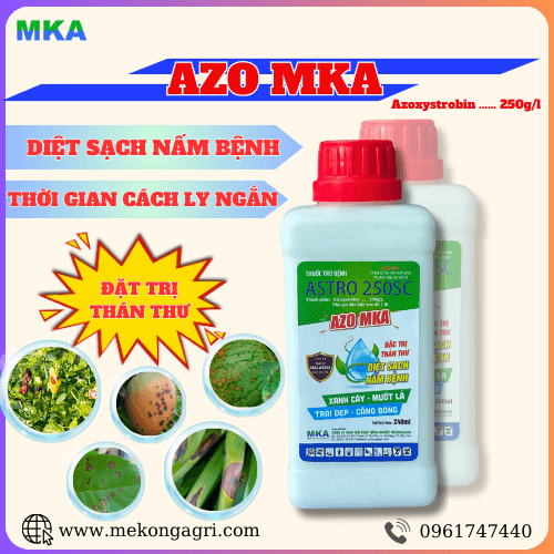 AZO MKA 250SC - HOẠT CHẤT AZOXYSTROBIN ĐẶT TRỊ THÁN THƯ TRỪ NẤM PHỔ RỘNG